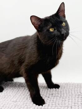 Havana and Bombay Cats Available for Adoption in Bedford Hills, New York - Goober Is A Funny Goofy Doofy Chocolately Lover!  Therapy Angel  | PetCurious