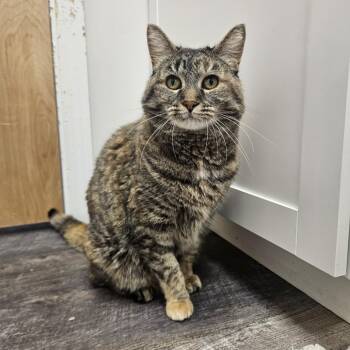 Shushu -  Domestic Short Hair Cat for Adoption in Conway, New Hampshire - Shushu | PetCurious