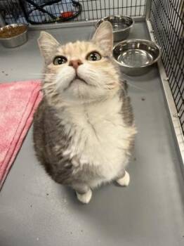 Domestic Short Hair Cats Available for Adoption in Mount Pleasant, Iowa - Mitsy | PetCurious