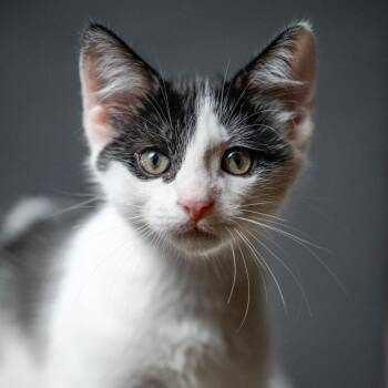 Steggo C70167 -  Domestic Short Hair Cat for Adoption in Minnetonka, Minnesota - Steggo C70167 | PetCurious