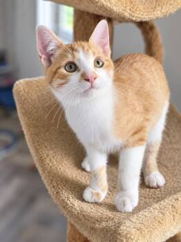 Max -  Domestic Short Hair Cat for Adoption in Heuvelton, New York - Max | PetCurious