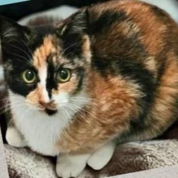 Marnie -  Domestic Short Hair Cat for Adoption in Salt Lake City, Utah - Marnie | PetCurious