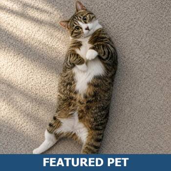 Pepper -  Domestic Short Hair Cat for Adoption in Hailey, Idaho - Pepper | PetCurious
