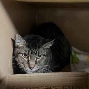 Bo -  Domestic Short Hair Cat for Adoption in Madisonville, Kentucky - Bo | PetCurious