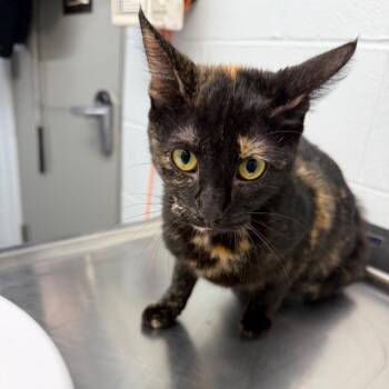 Shelby -  Domestic Short Hair Cat for Adoption in Parkersburg, West Virginia - Shelby | PetCurious