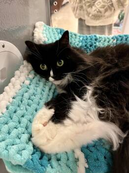 Domestic Long Hair Cats Available for Adoption - Boots | PetCurious