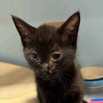 Tiny Tim -  Domestic Short Hair Cat for Adoption in Chattanooga, Tennessee - Tiny Tim | PetCurious