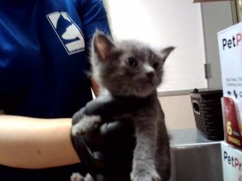 A1048800 -  Domestic Short Hair Cat for Adoption in Martinez, California - A1048800 | PetCurious