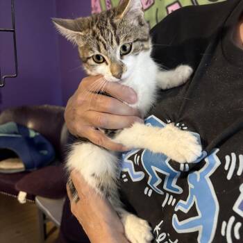 George(ia) -  Domestic Short Hair and Tabby Cat for Adoption in Roslyn Heights, New York - George(ia) | PetCurious