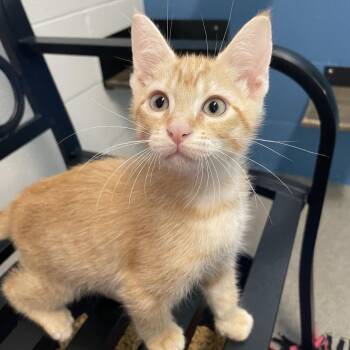 Mist Flower -  Domestic Short Hair Cat Available for Adoption in Carencro, Louisiana - Mist Flower | PetCurious
