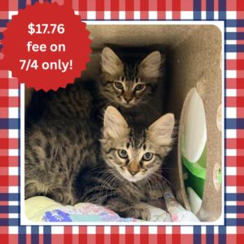 MANZANITA* -  Domestic Medium Hair Cat for Adoption in Santa Cruz, California - MANZANITA* | PetCurious
