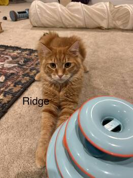 Ridge -  Domestic Medium Hair Cat for Adoption in Ruther Glen, Virginia - Ridge | PetCurious