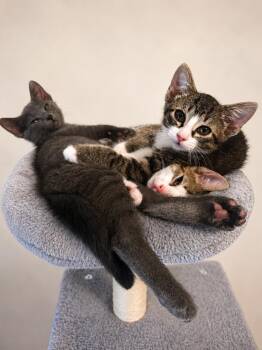 Larry -  Domestic Short Hair and Russian Blue Cat for Adoption in Frisco, Texas - Larry | PetCurious