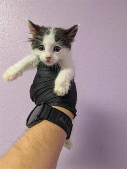 61770790 -  Domestic Short Hair Cat for Adoption in El Paso, Texas - 61770790 | PetCurious