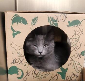 BRAMBLE SHARK -  Domestic Medium Hair Cat for Adoption in St. Louis, Missouri - BRAMBLE SHARK | PetCurious