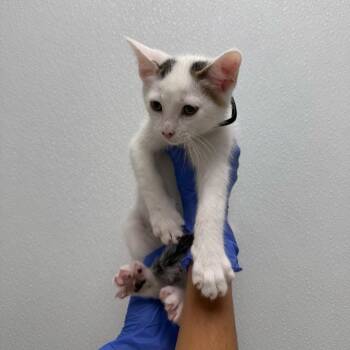Brown Cow (Black Collar) -  Domestic Short Hair Cat for Adoption in Sunnyvale, California - Brown Cow (Black Collar) | PetCurious