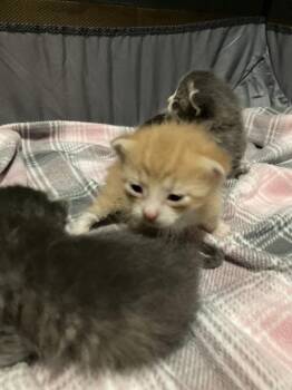 Chance -  Domestic Short Hair Cat for Adoption in St. Cloud, Minnesota - Chance | PetCurious