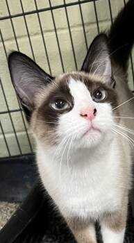 Bella -  Domestic Short Hair Cat for Adoption in Holland, Michigan - Bella | PetCurious