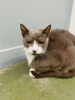 Rescue Domestic Short Hair Cats for Adoption in Varnville, South Carolina - Walter | PetCurious