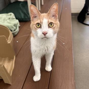 Domestic Short Hair Cats Available for Adoption in Rocky Mount, Virginia - Gerard | PetCurious