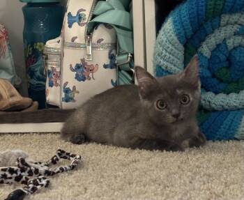 Lavender -  Domestic Short Hair Cat for Adoption in Oviedo, Florida - Lavender | PetCurious