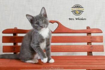 Mrs. Whiskers -  Domestic Short Hair Cat for Adoption in Riverside, California - Mrs. Whiskers | PetCurious