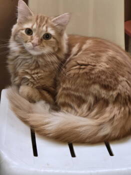 Rescue Domestic Long Hair Cats for Adoption in Boston, Kentucky - Habi | PetCurious