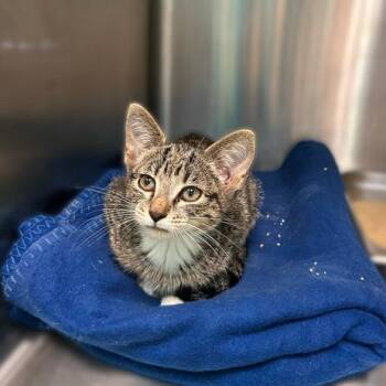 Emmett -  Domestic Short Hair Cat for Adoption in Davenport, Iowa - Emmett | PetCurious