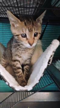 Gypsy -  Tabby Cat for Adoption in Miromar Lakes, Florida - Gypsy | PetCurious