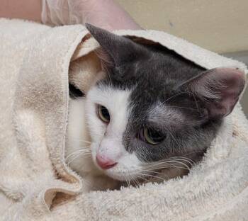 Winona -  Domestic Short Hair Cat for Adoption in Vancouver, Washington - Winona | PetCurious