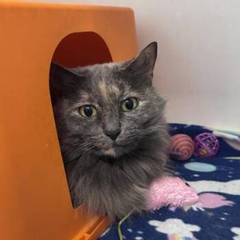 Daisey -  Domestic Short Hair Cat for Adoption in Janesville, Wisconsin - Daisey | PetCurious