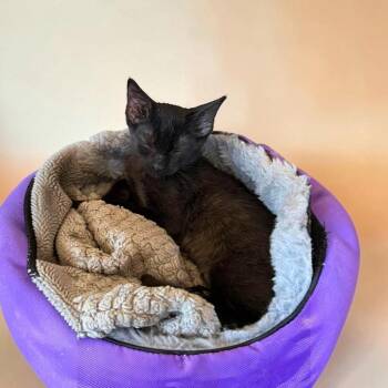 Summer -  Domestic Short Hair Cat for Adoption in Fort Worth, Texas - Summer | PetCurious