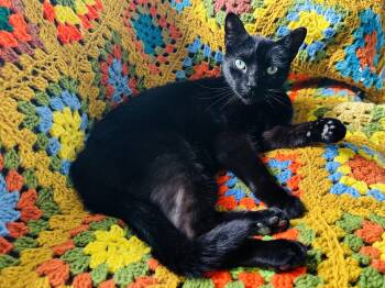 Rose -  American Shorthair Cat for Adoption - Rose | PetCurious