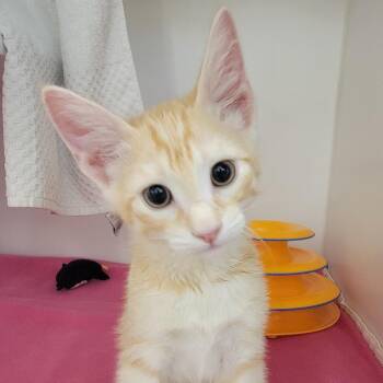 Domestic Short Hair Cats Available for Adoption in Phoenix, Arizona - Evermore | PetCurious