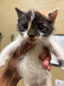 bowie -  American Bobtail Cat Available for Adoption in Douglasville, Georgia - Bowie | PetCurious