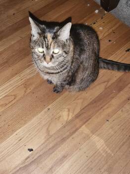 Rescue Domestic Short Hair Cats for Adoption in Folsom, California - Sunny | PetCurious