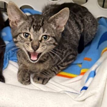 Slinky -  Domestic Short Hair Cat for Adoption in Houston, Texas - Slinky | PetCurious