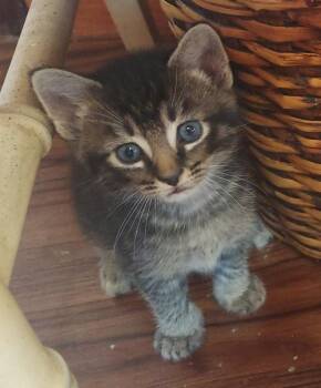 Rider -  Domestic Short Hair Cat for Adoption in Hudson, New Hampshire - Rider | PetCurious