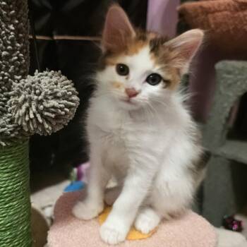 Hope -  Calico and Domestic Short Hair Cat for Adoption in Sacramento, California - Hope | PetCurious