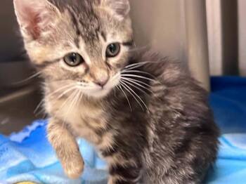 HANNAH -  Domestic Short Hair Cat for Adoption in Tustin, California - HANNAH | PetCurious