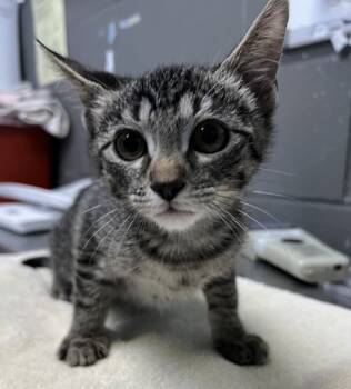 Rescue Domestic Short Hair Cats for Adoption in Fort Worth, Texas - Ziggy Smalls | PetCurious