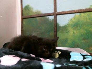 Domestic Short Hair Cats Available for Adoption in Houston, Texas - FELIX | PetCurious