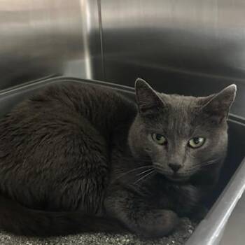 Domestic Short Hair Cats Available for Adoption in Knoxville, Tennessee - Moonlight | PetCurious