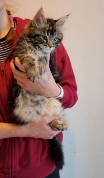 Lucky -  Domestic Long Hair and Maine Coon Cat for Adoption in Roberts Creek, British Columbia - Lucky | PetCurious