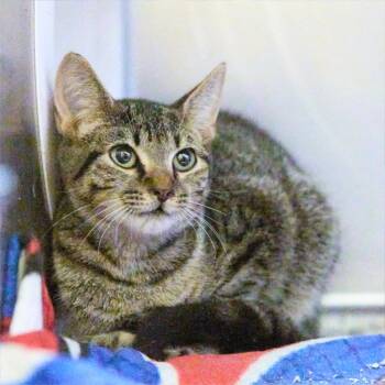 ZIGZIG -  Domestic Short Hair Cat for Adoption in Memphis, Tennessee - ZIGZIG | PetCurious