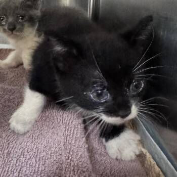 Klaus Jr. (yellow) -  Domestic Short Hair Cat for Adoption in Winston-salem, North Carolina - Klaus Jr. (yellow) | PetCurious