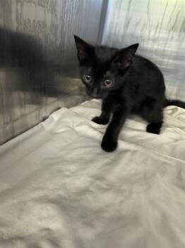 Domestic Short Hair Cats Available for Adoption in Grand Prairie, Texas - A231858 | PetCurious