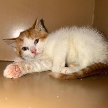 Domestic Short Hair Cats Available for Adoption in Madisonville, Kentucky - Star | PetCurious