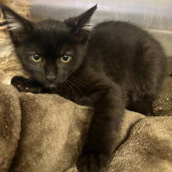 Lock -  Domestic Short Hair Cat for Adoption in Spokane, Washington - Lock | PetCurious