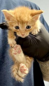 Koof -  Domestic Short Hair Cat for Adoption in Chamblee, Georgia - Koof | PetCurious